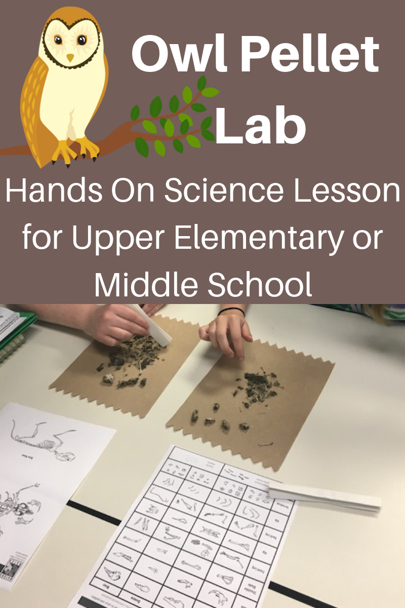 Owl Pellet Lab Hands On Science Lesson For Middle School Or Upper